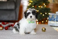 Alex, a male Shorkie for sale in Sugarcreek, OH – Photo 1 of 5