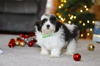 Alex, a male Shorkie for sale in Sugarcreek, OH – Photo 3 of 5