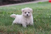 Nora, a female Maltipoo for sale in Sugarcreek, OH – 2 of 10