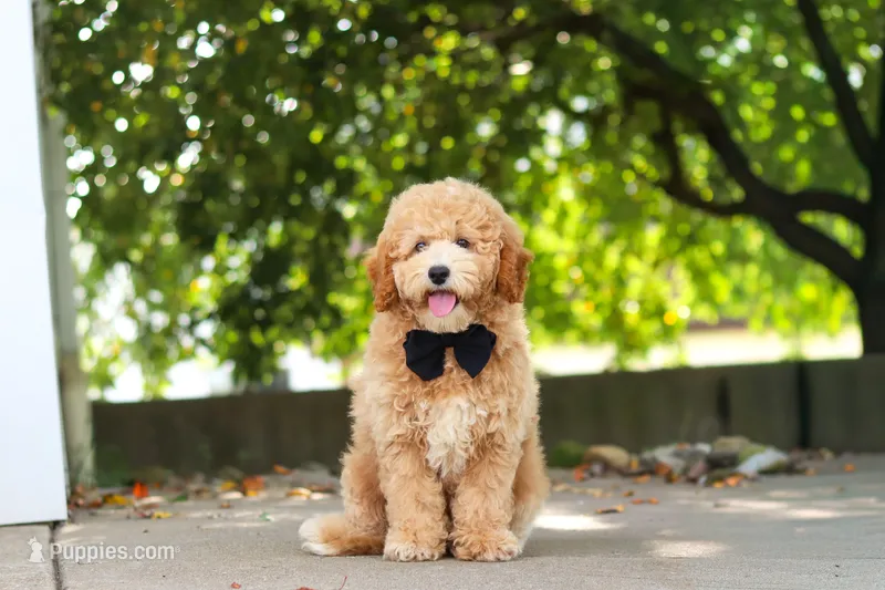 Brunco – Poodle - Miniature  puppy for sale in Sugarcreek, OH