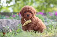 Jance, a male Poodle - Miniature  for sale in Sugarcreek, OH – 5 of 10