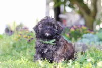 Trocksus, a male Shihpoo for sale in Sugarcreek, OH – 5 of 6