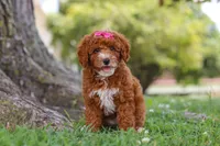 Brenda, a female Poodle - Miniature  for sale in Sugarcreek, OH – 5 of 6