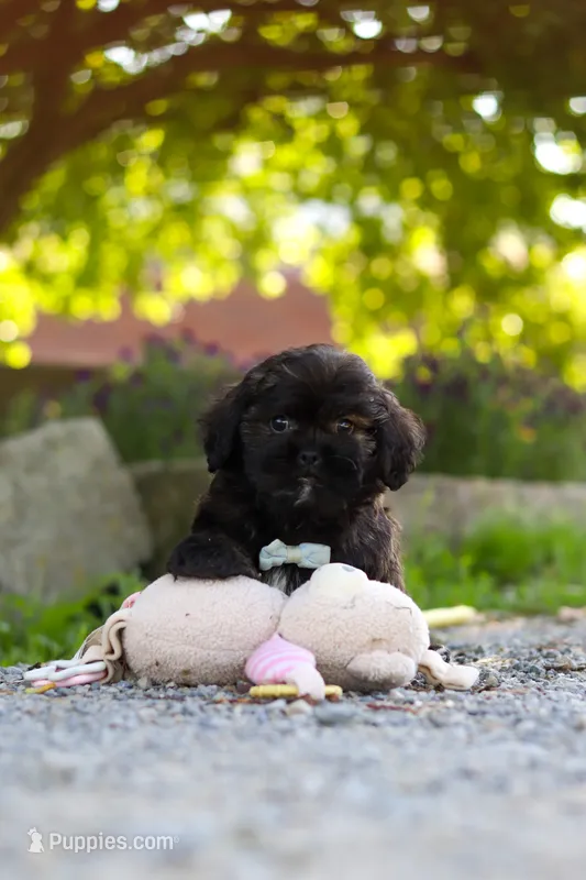 Tristan – Shihpoo puppy for sale in Sugarcreek, OH