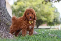 Bo , a male Poodle - Miniature  for sale in Sugarcreek, OH – 7 of 8