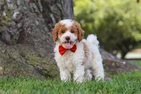 Brently, a male Poodle - Miniature  for sale in Sugarcreek, OH – 3 of 6