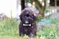Troy, a male Shihpoo for sale in Sugarcreek, OH – 1 of 6