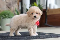 Kolten, a male Maltipoo for sale in Sugarcreek, OH – 9 of 10