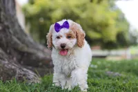 Bella, a female Poodle - Miniature  for sale in Sugarcreek, OH – 2 of 6