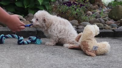 Noah, a male Maltipoo for sale in Sugarcreek, OH – 6 of 6