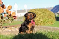 Patter, a male Yorkipoo for sale in Sugarcreek, OH – 5 of 6