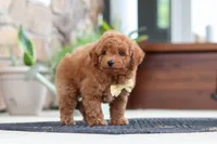 Keith, a male Maltipoo for sale in Sugarcreek, OH – 5 of 9