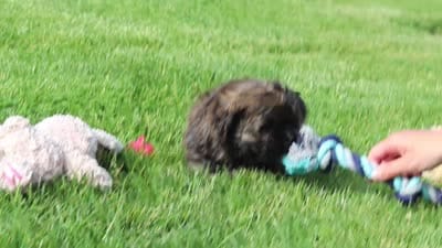 Trocksus, a male Shihpoo for sale in Sugarcreek, OH – 6 of 6