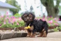 Peter, a male Yorkipoo for sale in Sugarcreek, OH – 2 of 7