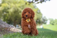 Bo , a male Poodle - Miniature  for sale in Sugarcreek, OH – 1 of 8