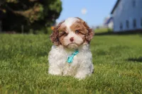 Thomas, a male Shihpoo for sale in Sugarcreek, OH – 5 of 6
