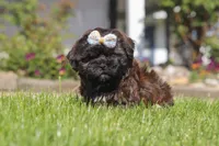 Terry, a female Shihpoo for sale in Sugarcreek, OH – 1 of 6