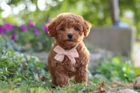 Jane, a female Poodle - Miniature  for sale in Sugarcreek, OH – 6 of 7