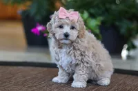 Kelly, a female Maltipoo for sale in Sugarcreek, OH – Photo 2 of 5