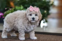 Kelly, a female Maltipoo for sale in Sugarcreek, OH – Photo 5 of 5