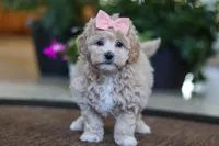 Kelly, a female Maltipoo for sale in Sugarcreek, OH – Photo 1 of 5