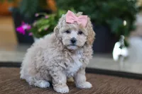 Kelly, a female Maltipoo for sale in Sugarcreek, OH – Photo 3 of 5