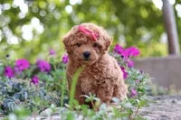 Janika, a female Poodle - Miniature  for sale in Sugarcreek, OH – 4 of 10