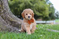 Brunco, a male Poodle - Miniature  for sale in Sugarcreek, OH – 2 of 8