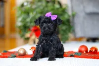 Annie, a female Yorkipoo for sale in Sugarcreek, OH – Photo 3 of 4