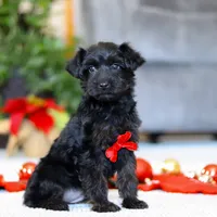 Aden, a male Yorkipoo for sale in Sugarcreek, OH – Photo 1 of 5