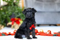 Aden, a male Yorkipoo for sale in Sugarcreek, OH – Photo 1 of 5