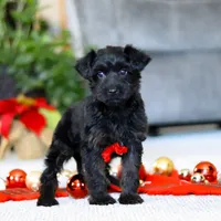 Aden, a male Yorkipoo for sale in Sugarcreek, OH – Photo 4 of 5