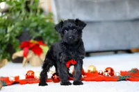 Aden, a male Yorkipoo for sale in Sugarcreek, OH – Photo 4 of 5