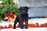 Aden, a male Yorkipoo for sale in Sugarcreek, OH – Photo 2 of 5