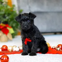 Aden, a male Yorkipoo for sale in Sugarcreek, OH – Photo 5 of 5