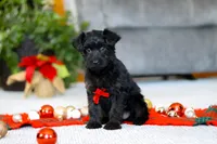 Aden, a male Yorkipoo for sale in Sugarcreek, OH – Photo 5 of 5