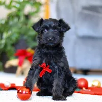 Aden, a male Yorkipoo for sale in Sugarcreek, OH – Photo 3 of 5