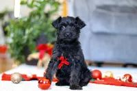 Aden, a male Yorkipoo for sale in Sugarcreek, OH – Photo 3 of 5