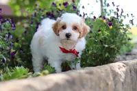 Joey, a male Maltipoo for sale in Sugarcreek, OH – 4 of 8