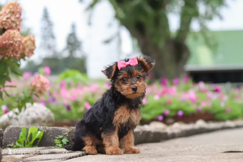 Poppy – Yorkipoo puppy for sale in Sugarcreek, OH
