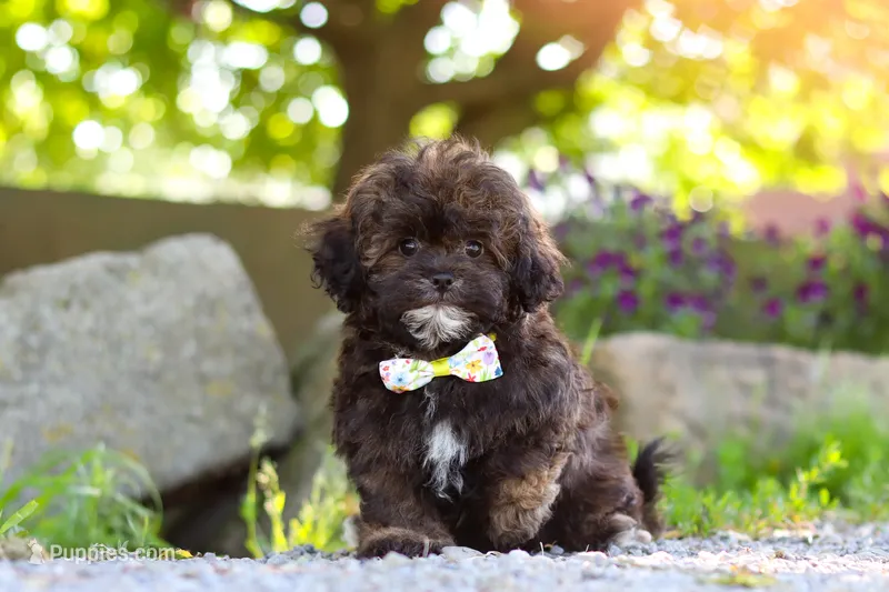 Tyler – Shihpoo puppy for sale in Sugarcreek, OH