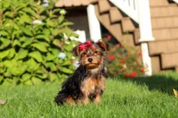 Poppy, a female Yorkipoo for sale in Sugarcreek, OH – 4 of 7
