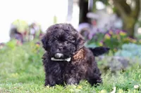 Troy, a male Shihpoo for sale in Sugarcreek, OH – 5 of 6