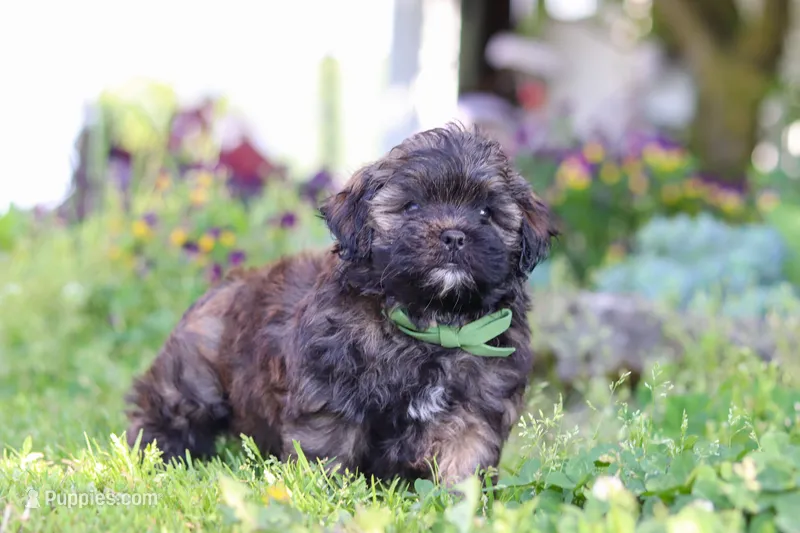 Trocksus – Shihpoo puppy for sale in Sugarcreek, OH