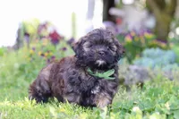 Trocksus, a male Shihpoo for sale in Sugarcreek, OH – 1 of 6