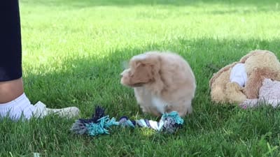 Joel, a male Maltipoo for sale in Sugarcreek, OH – 10 of 10