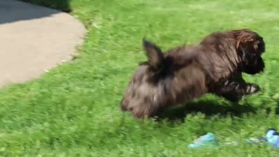 Taylor, a male Shihpoo for sale in Sugarcreek, OH – 6 of 6