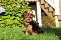 Poppy, a female Yorkipoo for sale in Sugarcreek, OH – 2 of 7