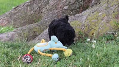 Cookie, a male Maltipoo for sale in Sugarcreek, OH – 6 of 6
