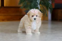 Callie, a female Maltipoo for sale in Sugarcreek, OH – Photo 2 of 6